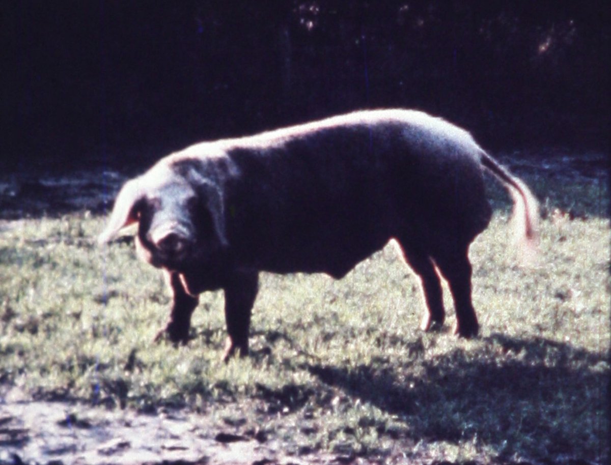 Margaret RaspéSchweineschnitzel (Pork Schnitzel), 1971Super 8 transferred to blu-ray, color, silent00:04:00