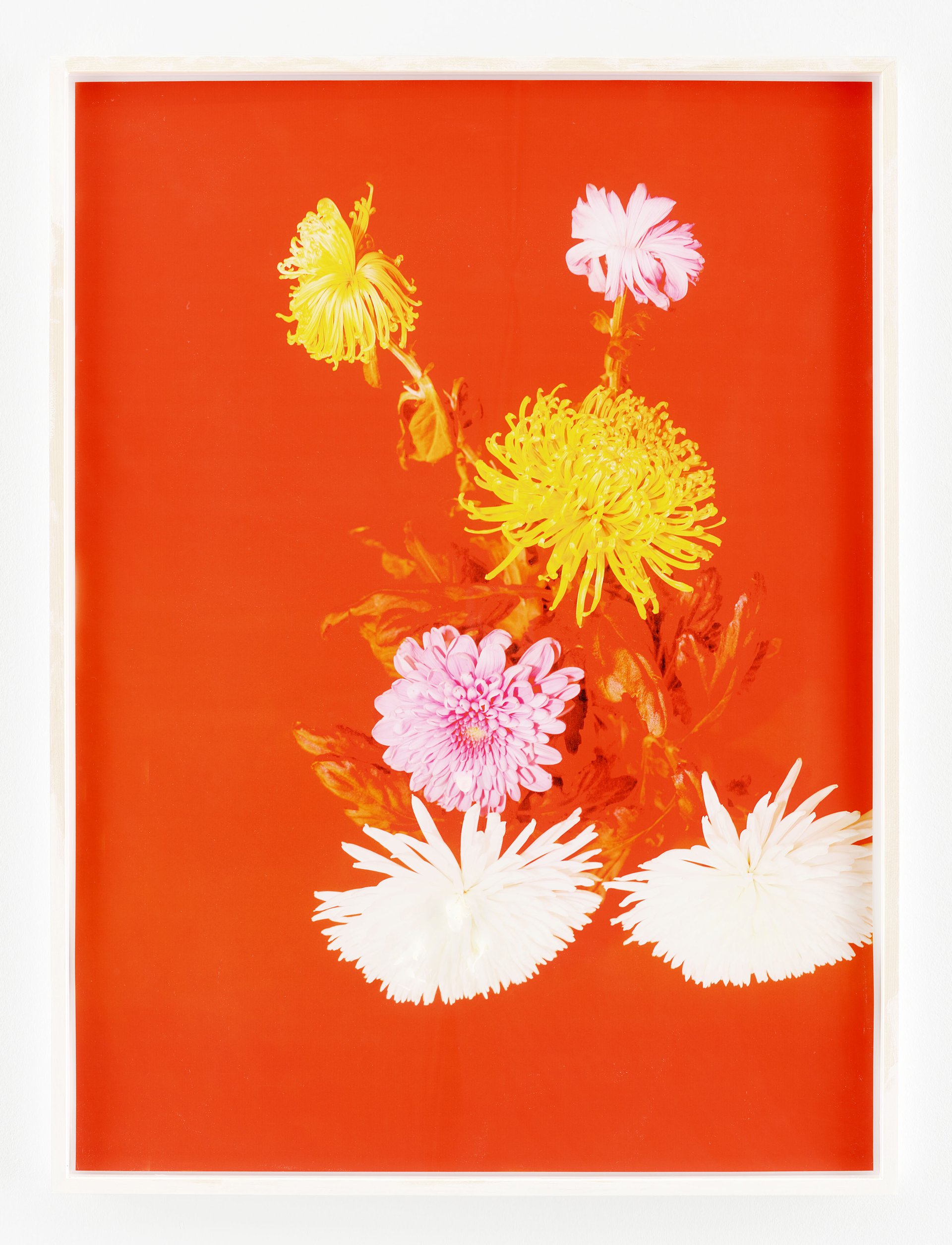 Lisa HolzerTodesblumen ohne grün (Chrysanthemen) / Flowers of death devoid of green (chrysanthemums), 2018Pigment print on cotton paper, semigloss enamel on wood, vanilla ice cream on glass110 x 82 cm