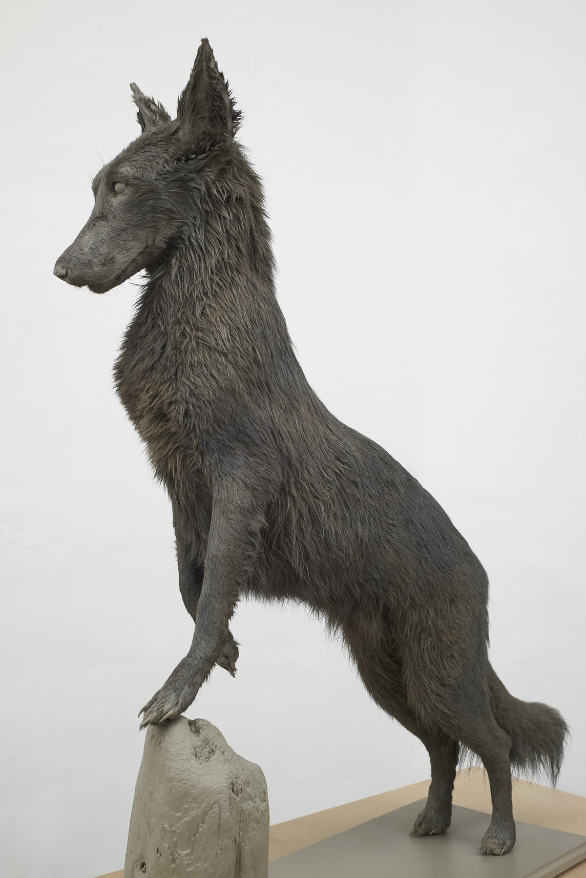 Gaylen GerberSupport, n.d.Oil paint on coyote taxidermy, 20th century, United States96.5 x 82 x 29.7 cm